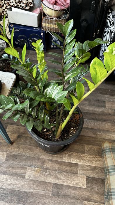 Продам замиокулькас и фикус