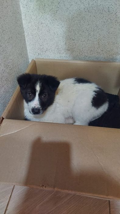 щенк мальчик спокойный привезём сами