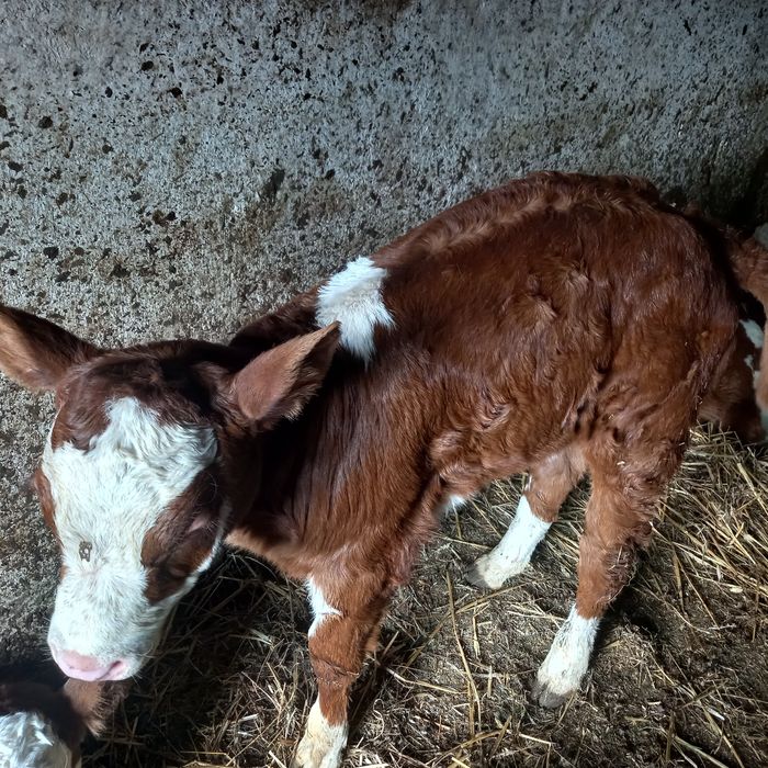 Vaca cu vitel de vanzare