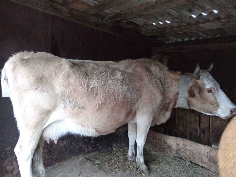 Продам корову(10 лет) на согым !