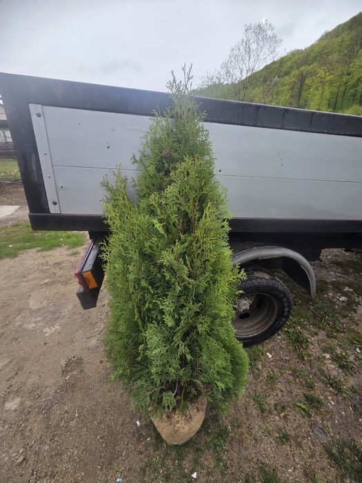 Plante ornamentale la un super pret