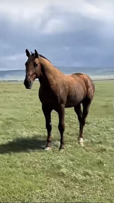 Табун и Айгир Кушум