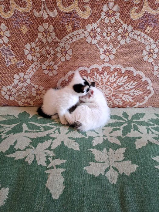 Отдам котят даром в добрые руки.Фергана.