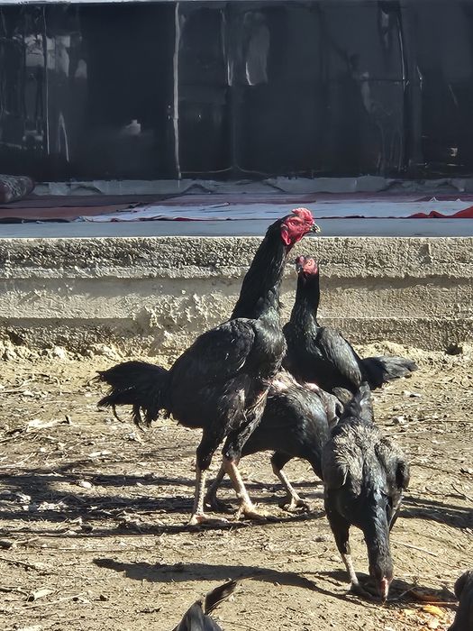 Дакан Жұмыртқа Яйцо