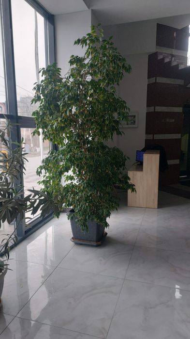 Пересаженные адаптированные