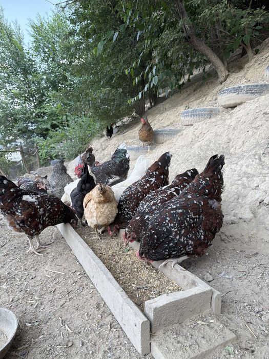 Продам домашних курей