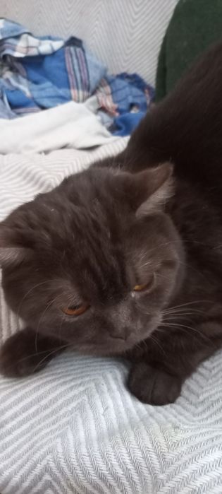 Отдам кота,британец.