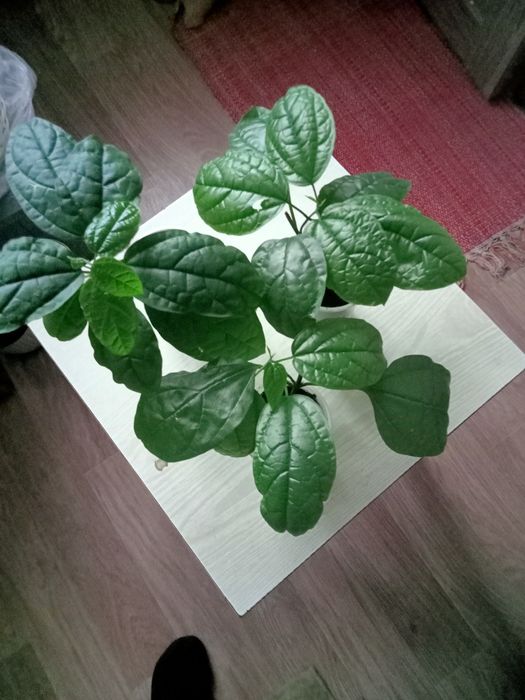Продам , фикус Бенджамина, клеродендрум