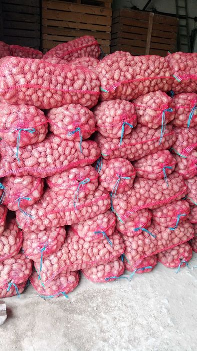 Samanta castofi samanta