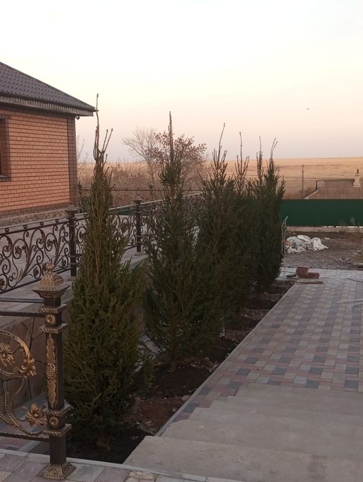 Ели туи тополя сосны