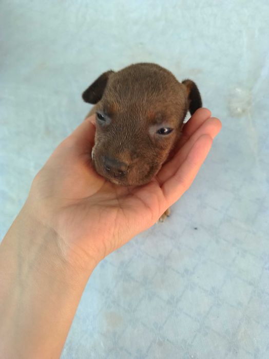 Продаются щенки питбуля цена 300 у.е