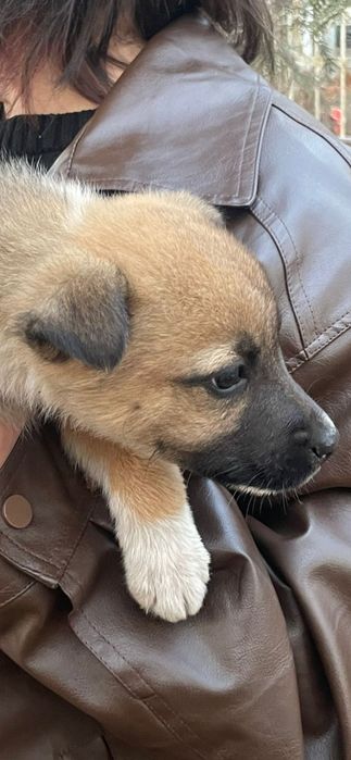 Щеночки-звоночки .