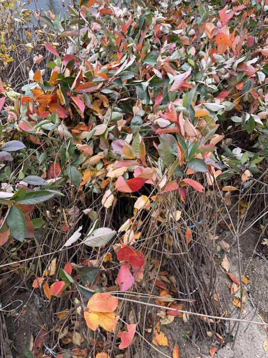 Zmeura,Mur,Afin ,Coacaz,aronia,agris