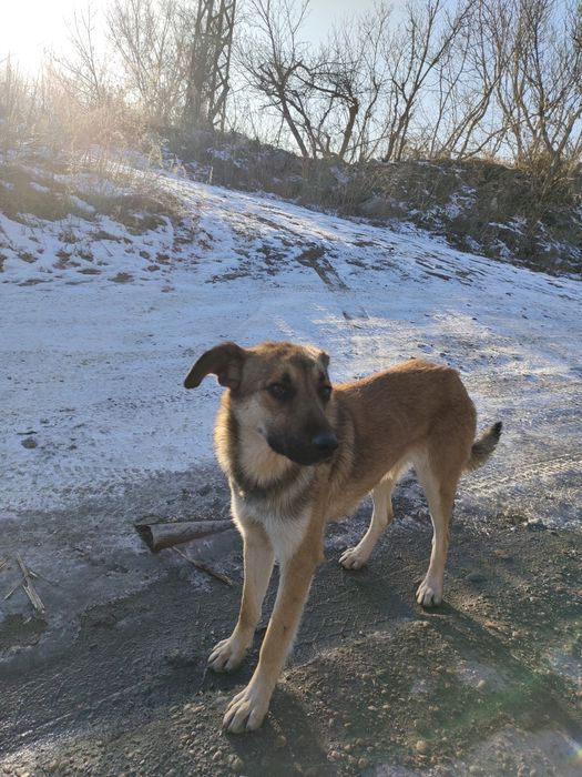 Пуся. Солнечная Собака