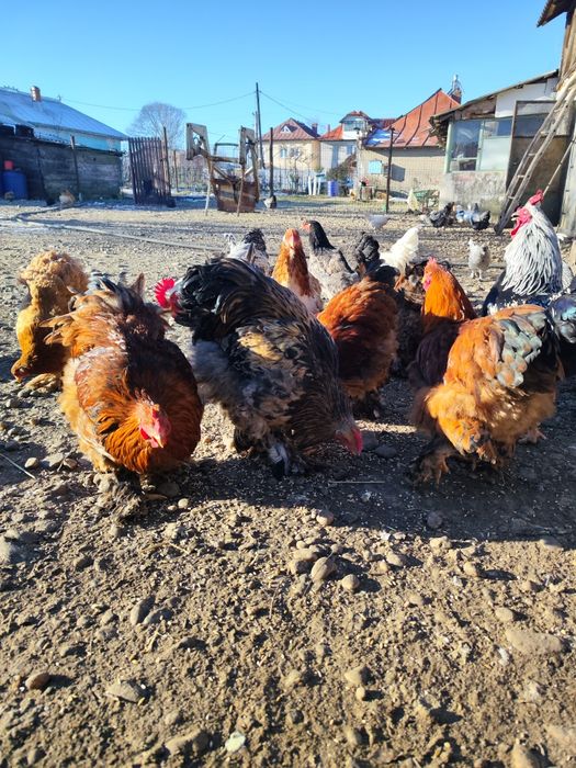 Vând găini și cocoși Cochinchina