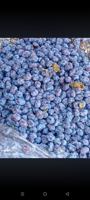 prune pentru țuică