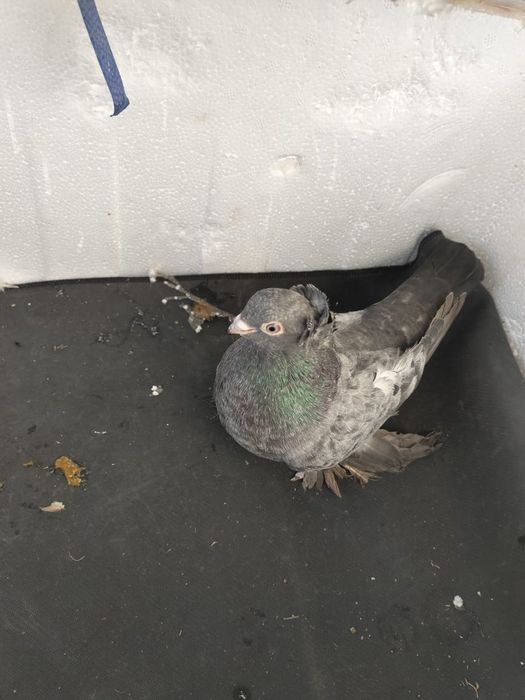 Көгершін сатылады