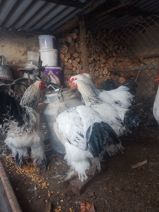 Продам петухов брама