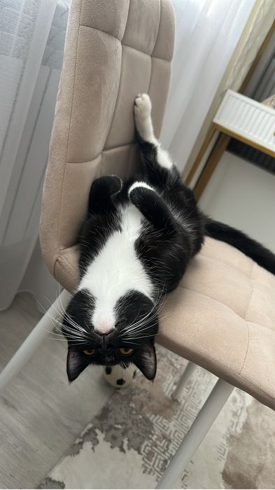 Отдам в добрые руки