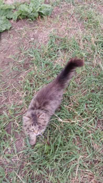 Котёнок, нуждается в помощи волонтёров