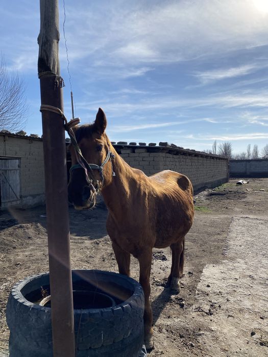 Буаз бие сауын г