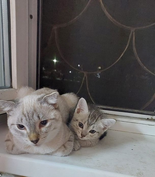 Отдам даром кота и котёнка (кот) шотландцы
