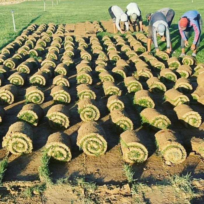 Ландшафтный дизайн ва рулонли газон урнатиш хизмати