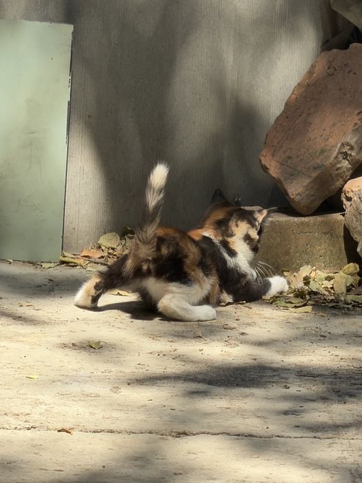 Котята трех цветноые