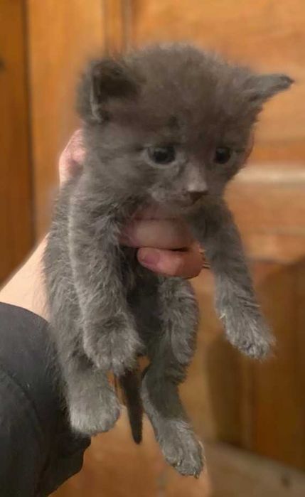 отдам котят в хорошие руки