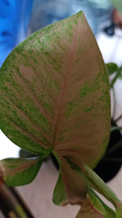 Сингониумы и другие цветы