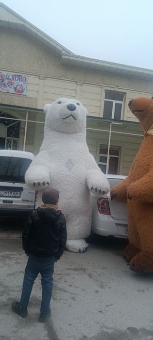 Ayiqlar Katta va kichik ayiqlar tuy va marosimlarda xizmatingizda