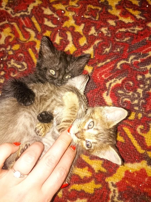 Отдам котят в хорошие руки.