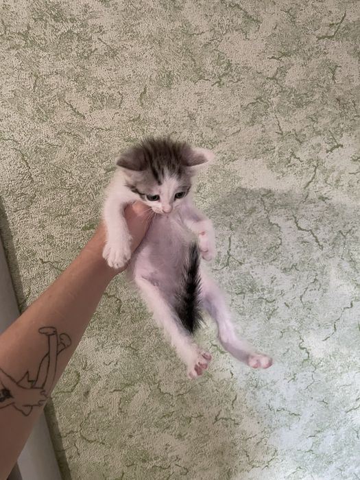 Отдам даром котят