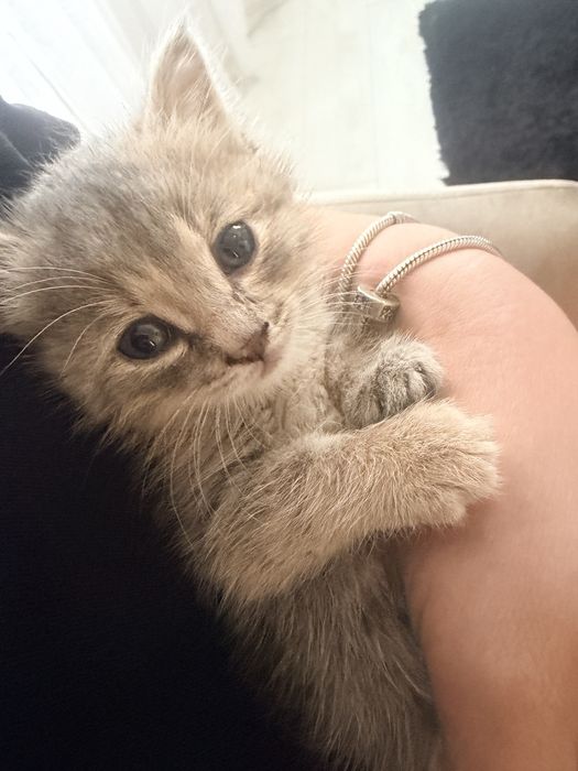 Отдам котенка в добрые руки ,потеряшка