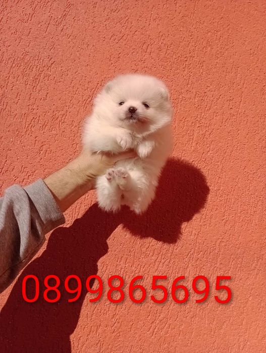 Бели мъжки и женски. Померани.