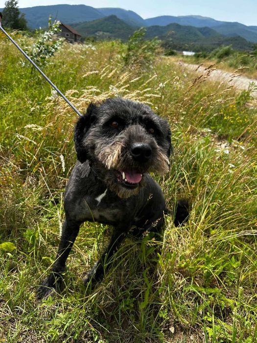 Jerry. un catelus jucaus de 4-5 ani - pentru adoptie responsabila