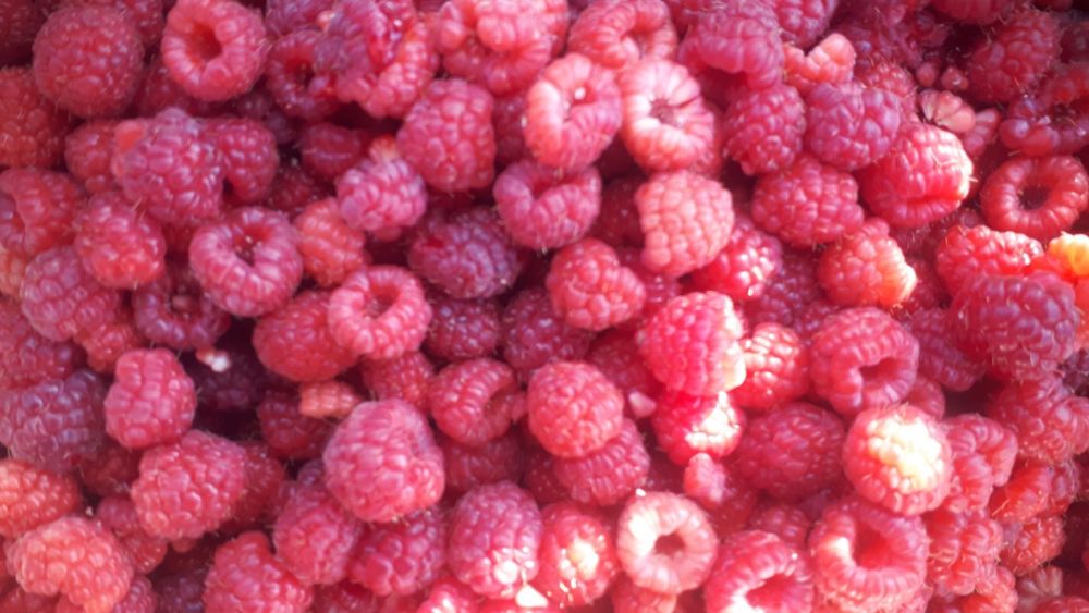 Саженцы малины бабье лето