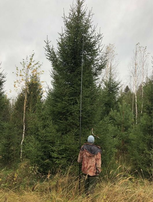 КРУПНОМЕРЫ ели голубые, ели зеленые, сосны