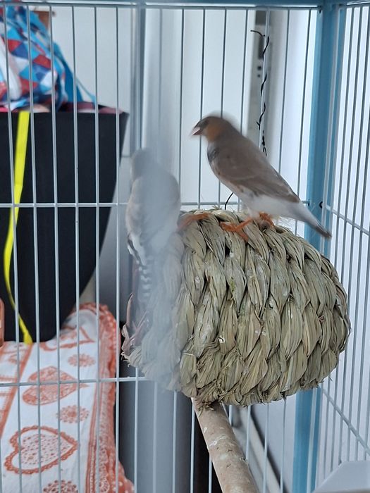 Vând zebre australiene tinere