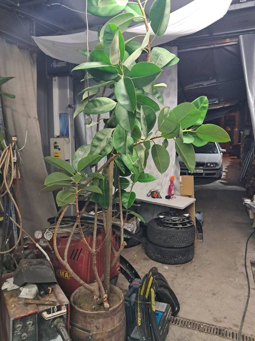 Продавам фикус 2м висок