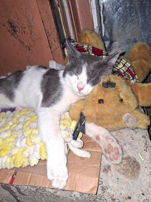 Отдам котенка в добрые руки