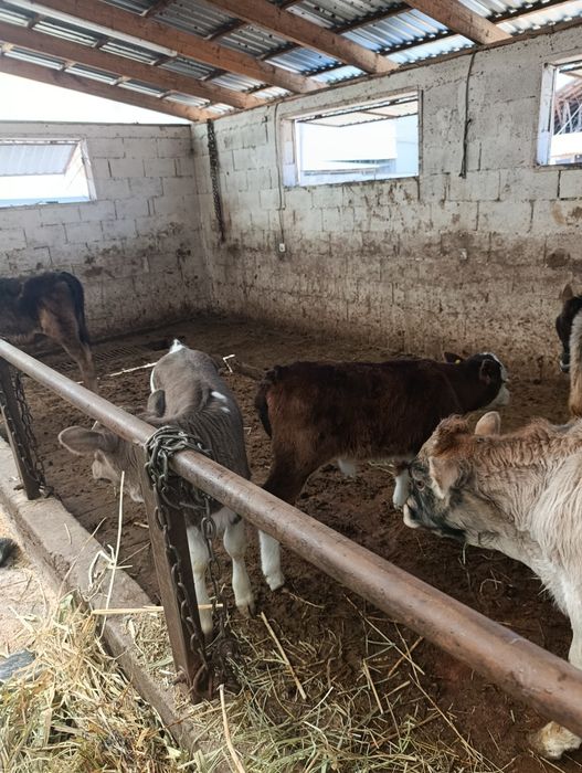 Продаются бычок и тёлочки
