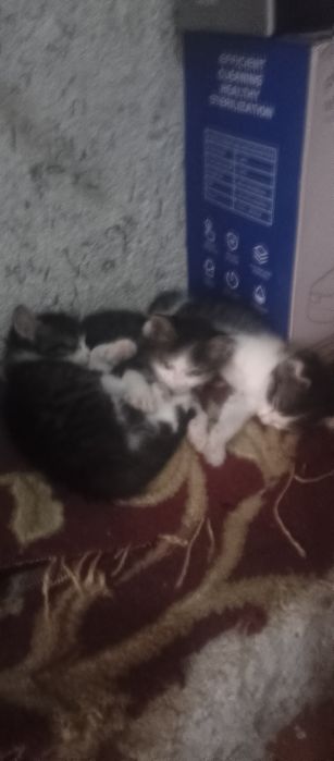 Uy mushiklari ona bolla