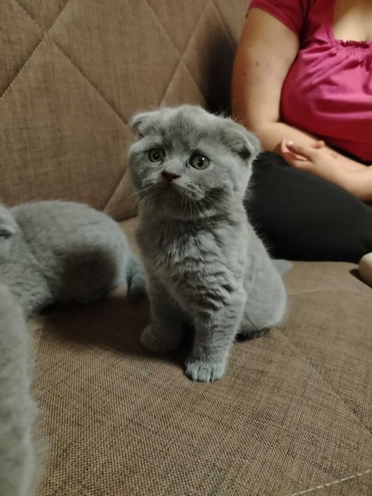 Британски котенца