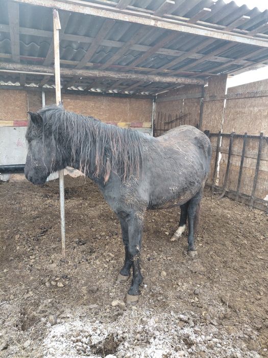 Жылқылар сатамын