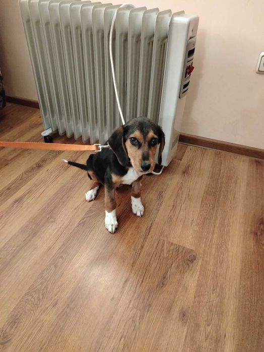 Търся новите си стопани