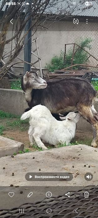 Альпийский ешкі сатылады