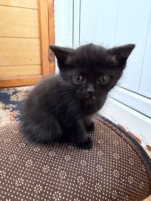 Ласковый котенок