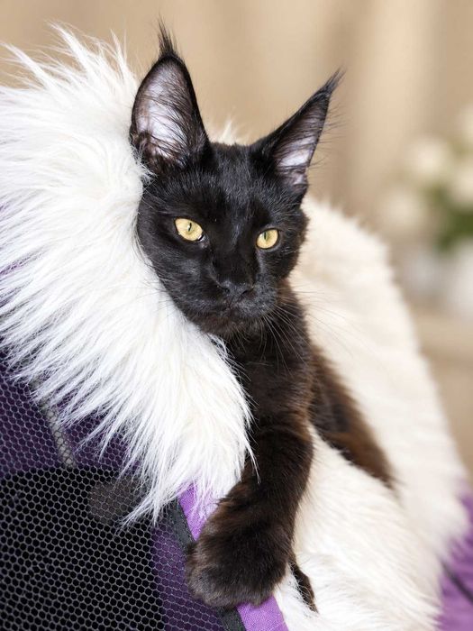 Maine Coon Solid Black – Sultan, micul rege cu pedigree  pedigree  www.lynxrunecode.com