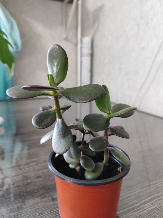 Комнатные растения.